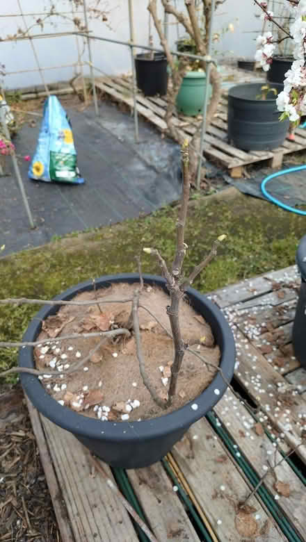Photo of free Fig tree (Denholme BD13) #2