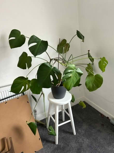 Photo of free Mixture of plants (Crouch End N8) #1