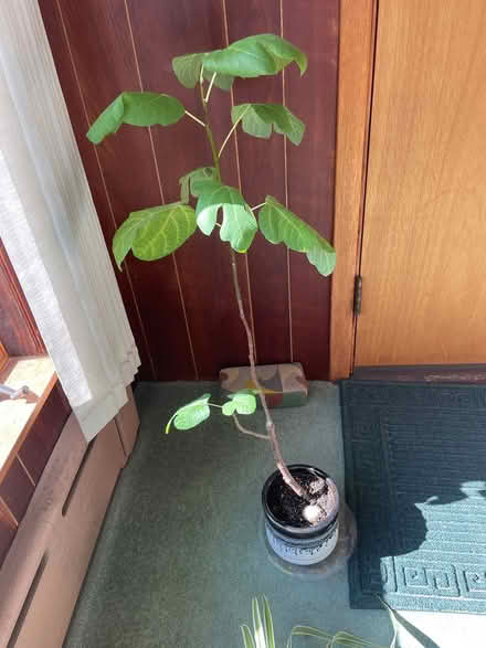 Photo of free 2 house plants (Groton, nr. PO.) #1