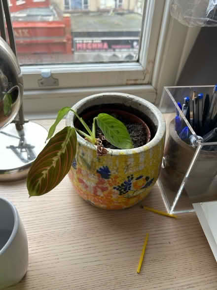 Photo of free Mixture of plants (Crouch End N8) #4