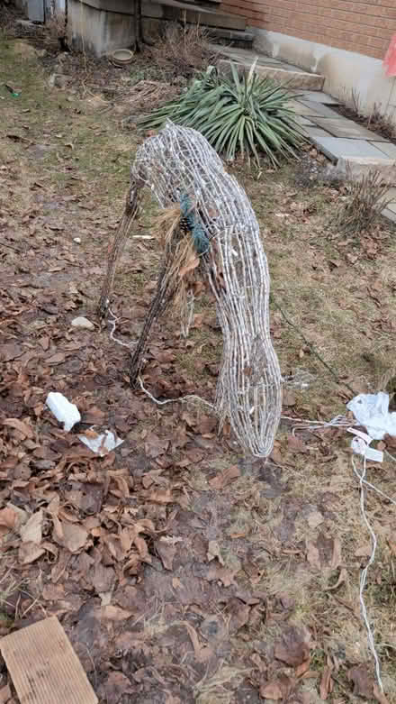 Photo of free Christmas reindeer (Thornhill) #1