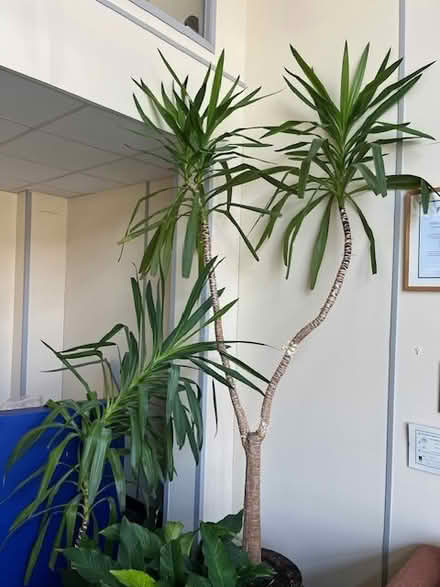 Photo of free Indoor Plants (Dublin 11) #4