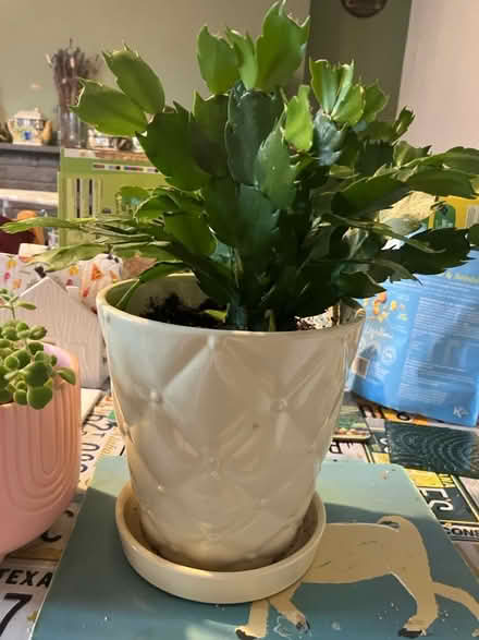 Photo of free Two Plants 🪴 (Waddon) #1