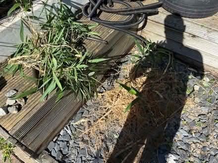 Photo of free Bamboo roots and shoots (Gillingham) #2