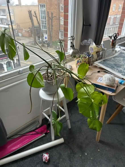 Photo of free Mixture of plants (Crouch End N8) #2