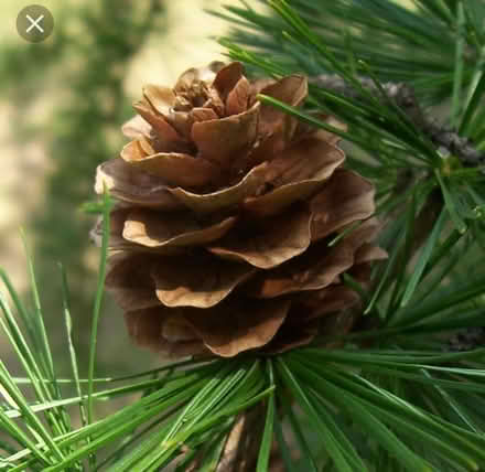 Photo of Pinecones (Near Old Street Station) #1