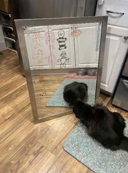 Photo of free Bathroom mirror (North Denver - Globeville) #1