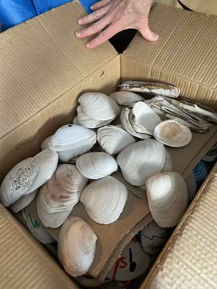 Photo of free shells (Red Bank) #1