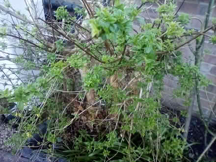 Photo of free Large fushcia plant (Terrington St Clement PE34) #1