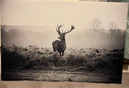 Photo of free Large canvas stag picture 🦌 (Waddon) #1