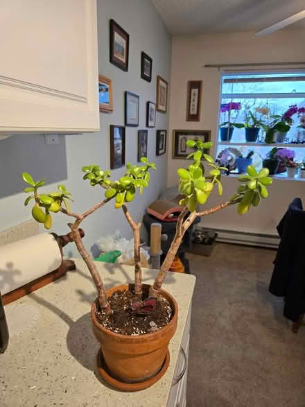 Photo of free Jade plant (Tigard) #2