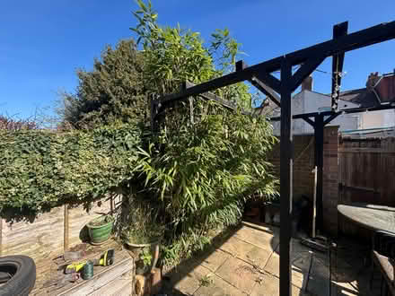 Photo of free Bamboo roots and shoots (Gillingham) #1