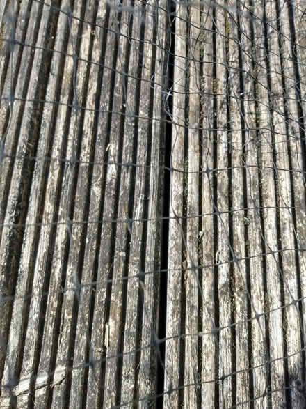 Photo of free Garden/Bird Netting (Wallington SM6) #2