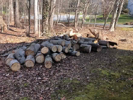 Photo of free oak firewood (Arnold) #1