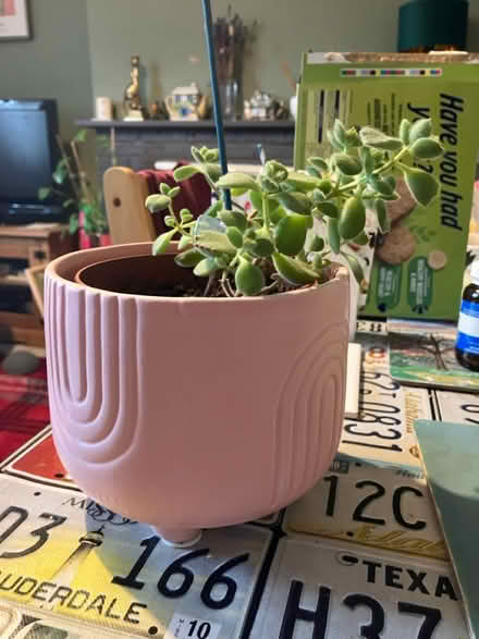 Photo of free Two Plants 🪴 (Waddon) #2