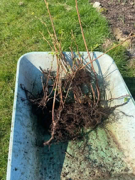 Photo of free Raspberry cane (Wigton) #1