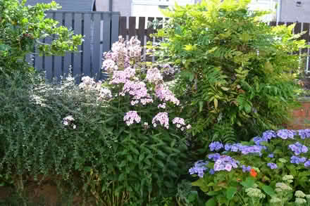 Photo of free Phlox perenial (Glenrothes KY7) #2