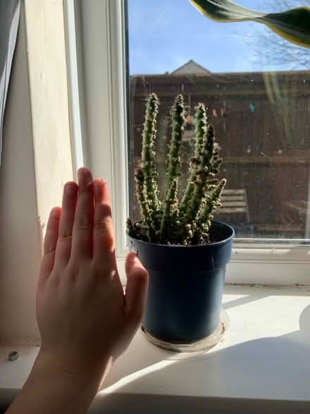 Photo of free Cactus (Temple Cowley OX4) #2