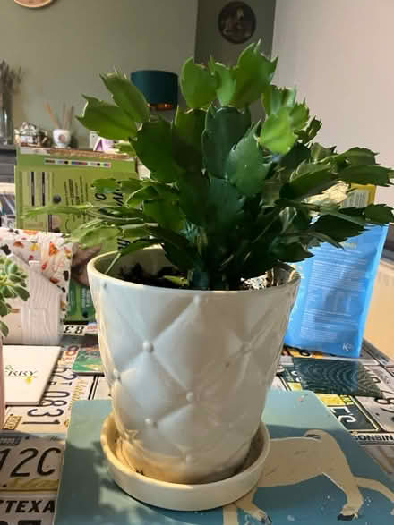 Photo of free Two Plants 🪴 (Waddon) #3