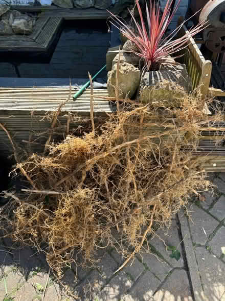 Photo of free Bamboo roots and shoots (Gillingham) #3