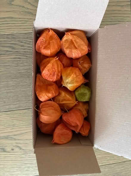 Photo of free Alkenkengi (Chinese lantern) flowers (Kennington OX14) #1