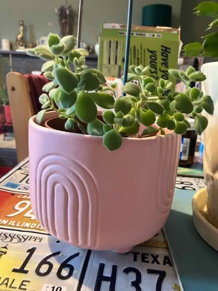 Photo of free Two Plants 🪴 (Waddon) #4