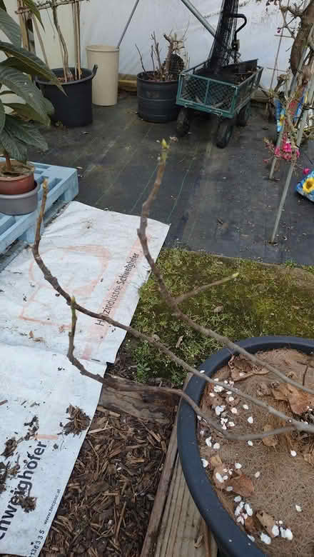 Photo of free Fig tree (Denholme BD13) #3
