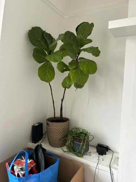 Photo of free Mixture of plants (Crouch End N8) #3