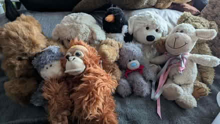 Photo of free Teddies, jellycats, microwave warm cuddlies (Armley LS12) #1