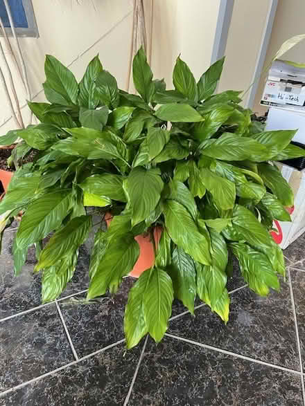 Photo of free Indoor Plants (Dublin 11) #1
