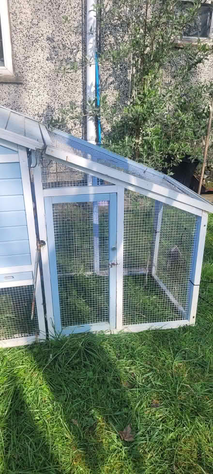 Photo of free Chickens, Rabbits, Guinea Pigs, Outside House/Run (BD4) #3