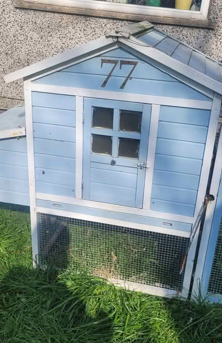 Photo of free Chickens, Rabbits, Guinea Pigs, Outside House/Run (BD4) #4