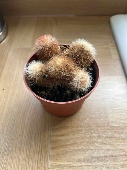 Photo of free Small pot of cacti (Moortown LS17) #1