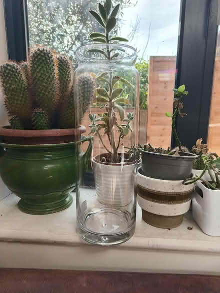 Photo of free Tall glass orchid jar (Earlswood RH1) #2