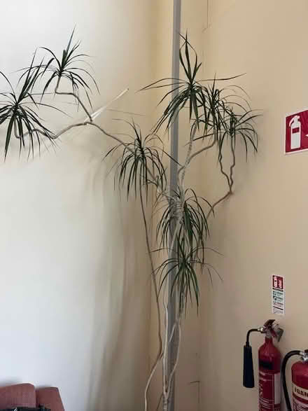 Photo of free Indoor Plants (Dublin 11) #3