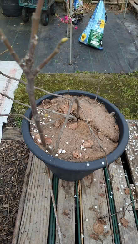 Photo of free Fig tree (Denholme BD13) #4