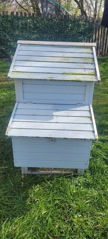 Photo of free Chickens, Rabbits, Guinea Pigs, Outside House/Run (BD4) #2