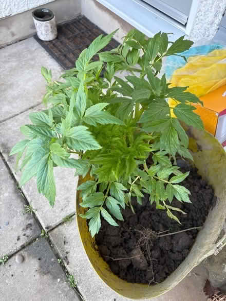 Photo of free Angelica plant (Oxenholme LA9) #1