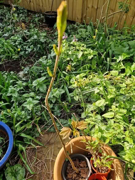 Photo of free Sycamore saplings (Wimborne Town centre, BH21) #1