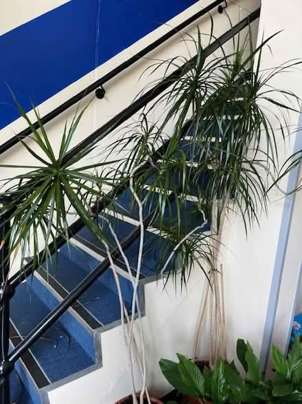 Photo of free Indoor Plants (Dublin 11) #2