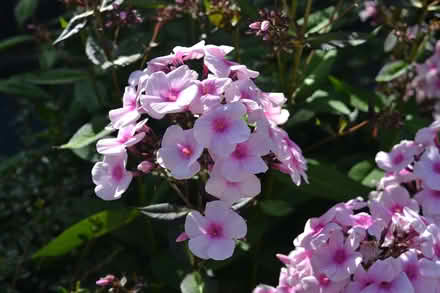 Photo of free Phlox perenial (Glenrothes KY7) #1