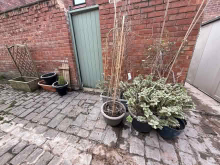 Photo of free Plants, bamboo screen, wood planter (New Brighton CH45) #2