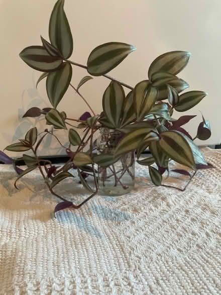 Photo of free Rooting indoor plants (Hampton Vale, Peterborough) #3