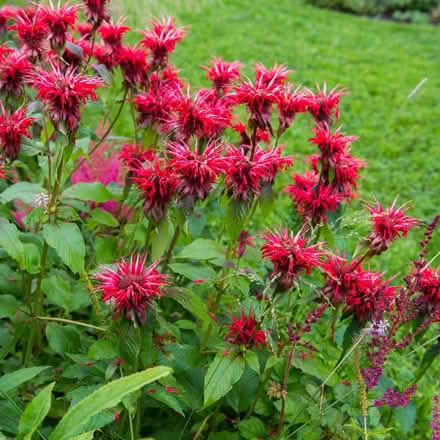Photo of Monarda (Bee balm) Plant (Hyde SK14) #1