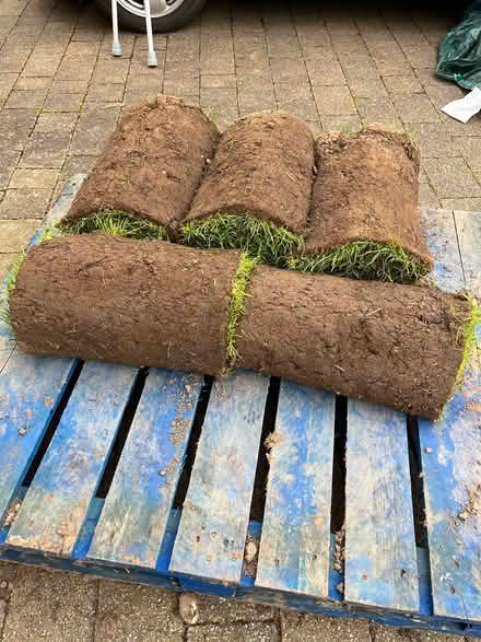 Photo of free Shade tolerant turf (WA4 2EJ) #2