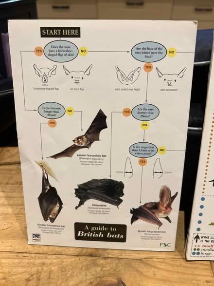 Photo of free Laminated fold out birds, bats and butterflies pamphlets (Dursley GL11) #2