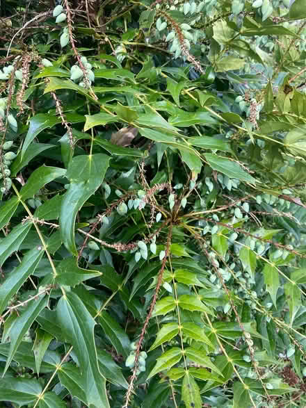 Photo of free Garden plant (Reading RG30) #2