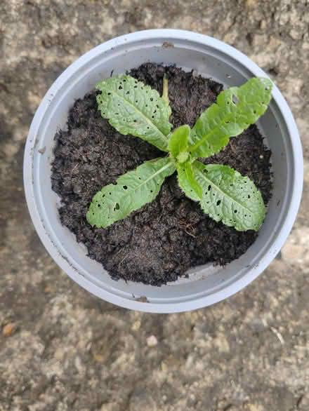 Photo of free Baby teasel plant (Risinghurst OX3) #1