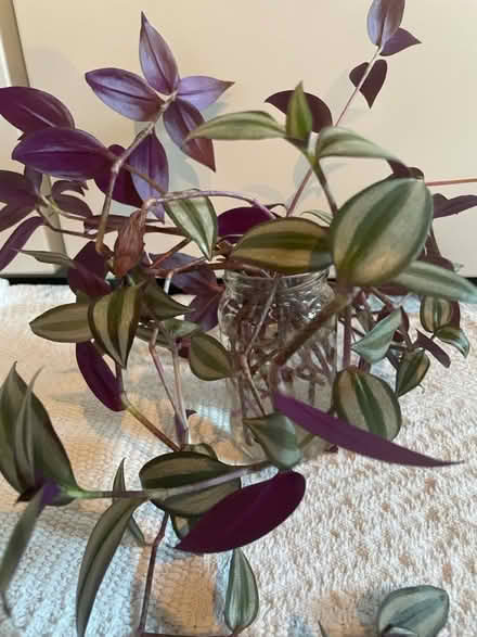Photo of free Rooting indoor plants (Hampton Vale, Peterborough) #1