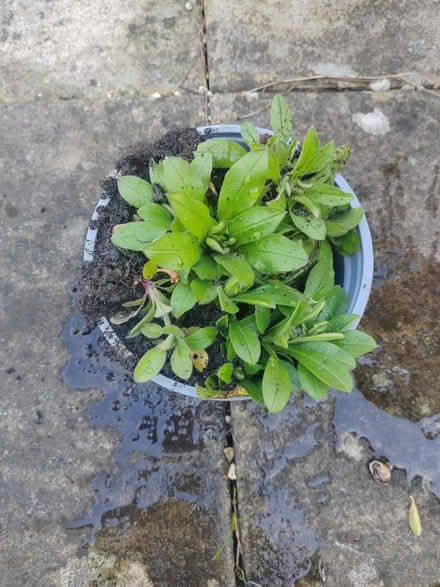 Photo of free Forget me not plants (Risinghurst OX3) #1